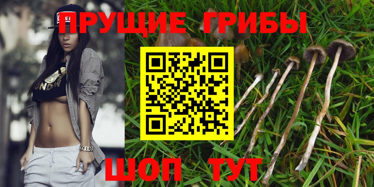 Псилоцибиновые грибы GOLDEN TEACHER  Вход с VPN  Бузулук  Галлюциногенные грибы Cubensis 